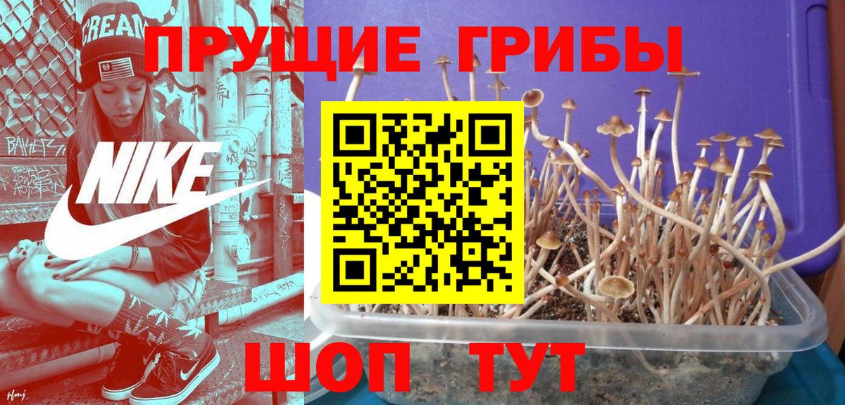 Галлюциногенные грибы Psilocybine cubensis Тихорецк